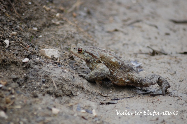 Bufo bufo @ Ctr. Feudozzo (Castel di Sangro)